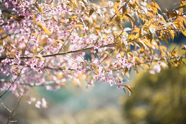 Himalaya-Kirsche (prunus cerasoides) blüht am pang khon Mount — Stockfoto