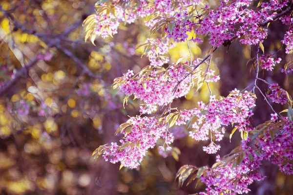 Sakura-Blume blüht in pangkhon mountain chiang rai, — Stockfoto