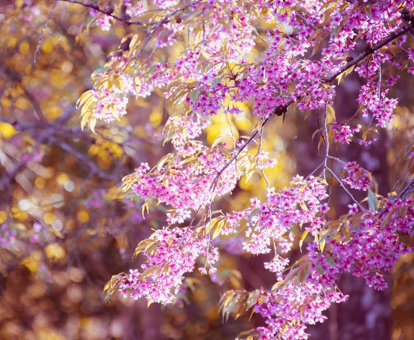 Himalayan Cherry (Prunus cerasoides) blooming at pang khon mount — Stock Photo, Image