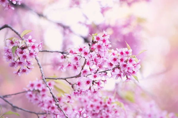 Sakura kwiat kwitnący kwitnąć w pangkhon góry chiang rai, — Zdjęcie stockowe