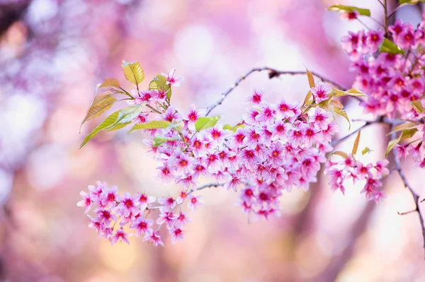 Sakura kwiat kwitnący kwitnąć w pangkhon góry chiang rai, — Zdjęcie stockowe