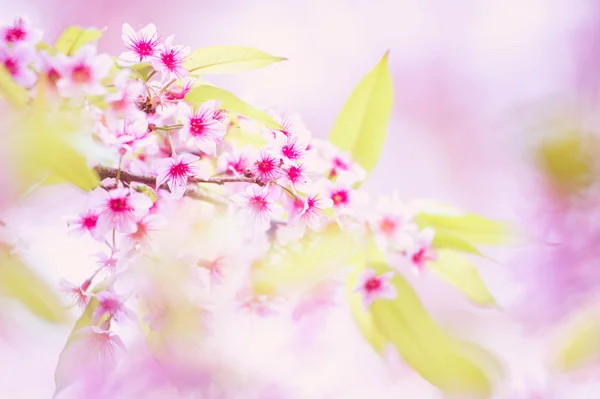 Himálajské třešně (Prunus cerasoides) kvetoucí na hoře khon pang — Stock fotografie