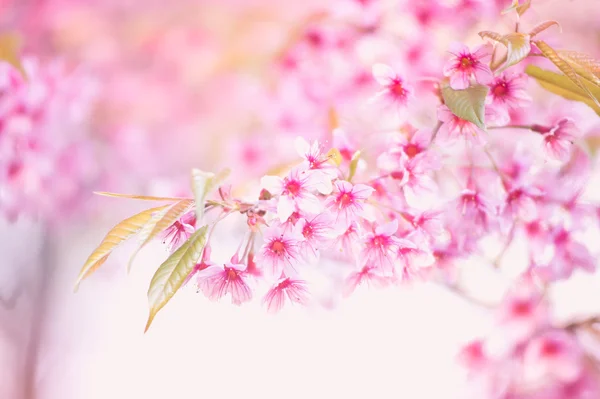 Himálajské třešně (Prunus cerasoides) kvetoucí na hoře khon pang — Stock fotografie