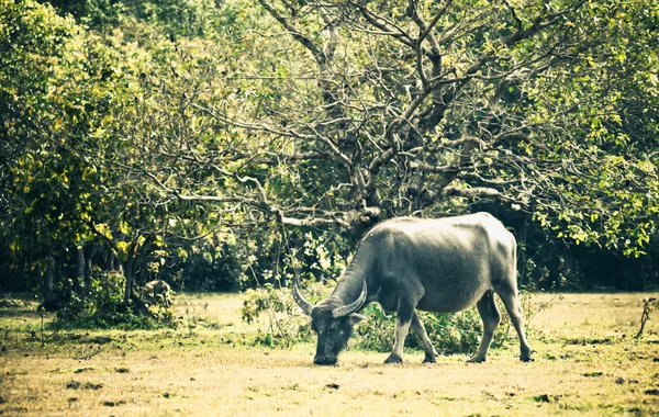 Asia buffalo in grass field at thailand — Stock Photo, Image