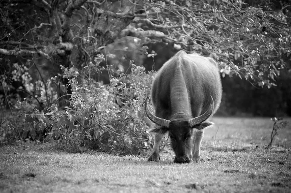 Asia buffalo in grass field at thailand — Stock Photo, Image