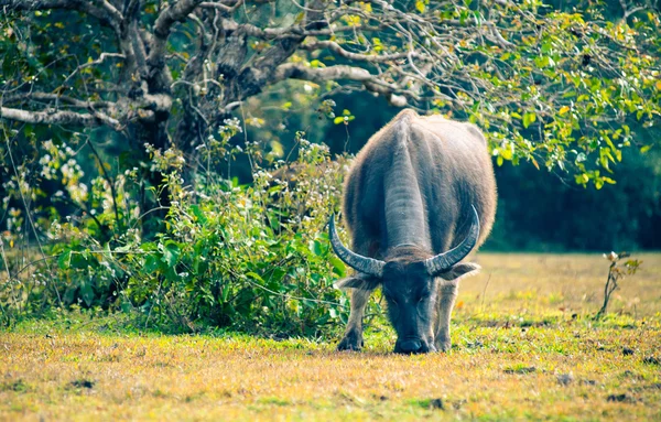 Asia buffalo in grass field at thailand — Stock Photo, Image