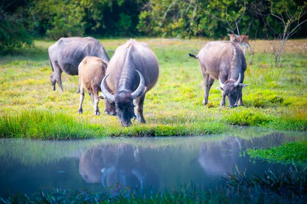 Asia buffalo in grass field at thailand — Stock Photo, Image