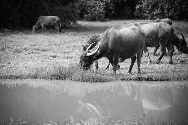 Asia búfalo en el campo de hierba en Tailandia — Foto de Stock