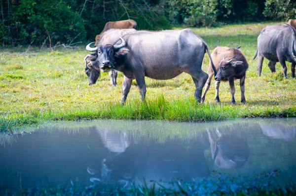 Asia buffle dans le champ d'herbe à Thaïlande — Photo