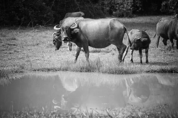 थायलंड येथे गवत क्षेत्रात आशियाई म्हशी — स्टॉक फोटो, इमेज