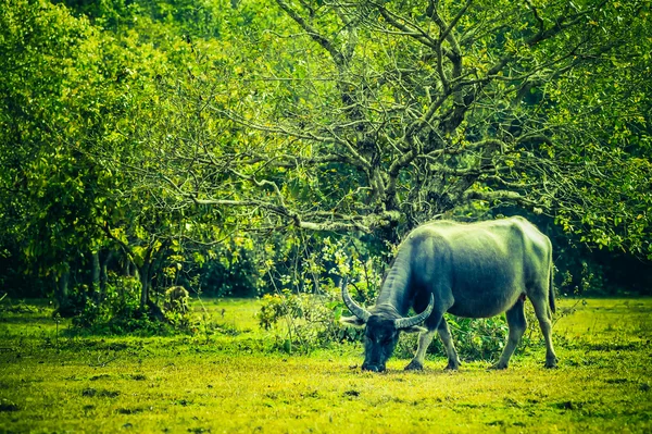 Asia buffalo in grass field at thailand — Stock Photo, Image