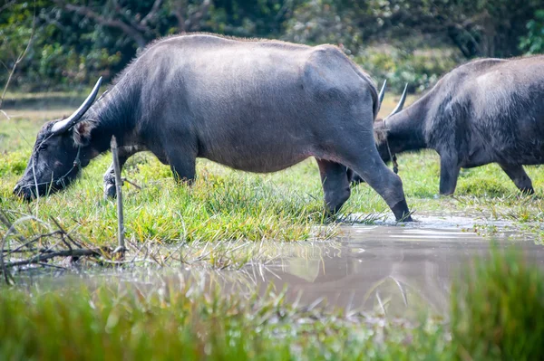 Asia búfalo en el campo de hierba en Tailandia — Foto de Stock