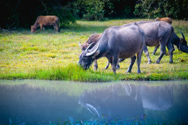 Asya bufalo çim sahası, Tayland içinde — Stok fotoğraf