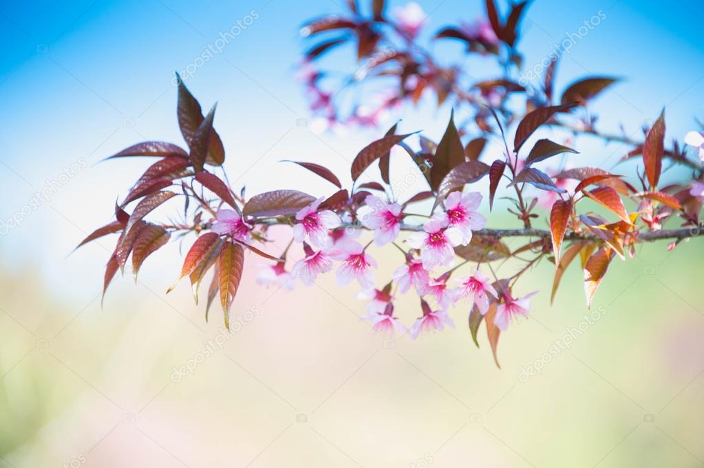 Sakura flower blooming blossom in Pangkhon mountain Chiang rai, 