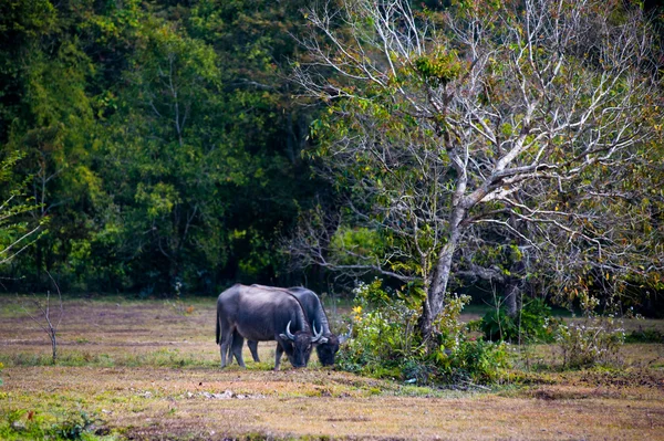 Asia buffalo in grass field at thailand — Stock Photo, Image