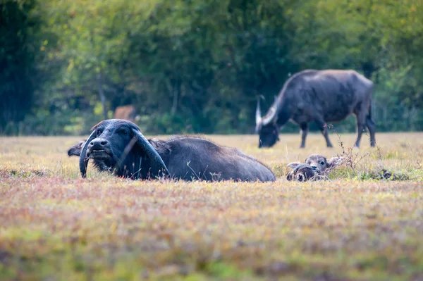 Asia buffalo in grass field at thailand — Stock Photo, Image