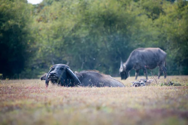 Asia buffalo in grass field at thailand — Stock Photo, Image