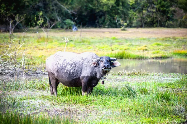 Asia búfalo en el campo de hierba en Tailandia — Foto de Stock