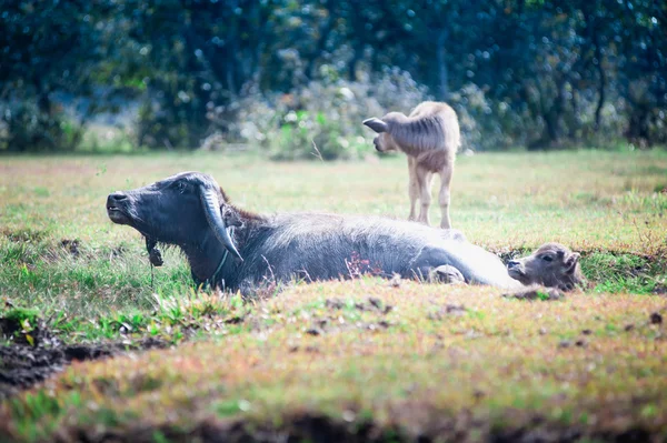 Asia buffalo in grass field at thailand — Stock Photo, Image