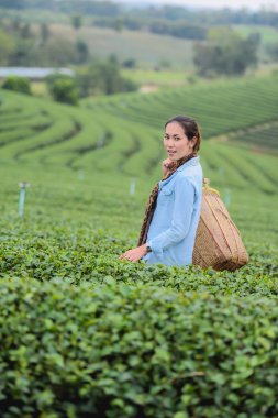 Asya güzel kadın çay toplama bir çay plantasyon içinde hap bırakır