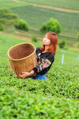 Asya güzel kadın çay toplama bir çay plantasyon içinde hap bırakır