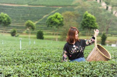 Asya güzel kadın çay toplama bir çay plantasyon içinde hap bırakır