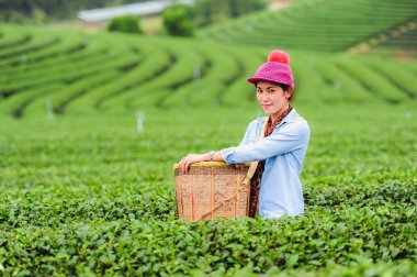 Asya güzel kadın çay toplama bir çay plantasyon içinde hap bırakır