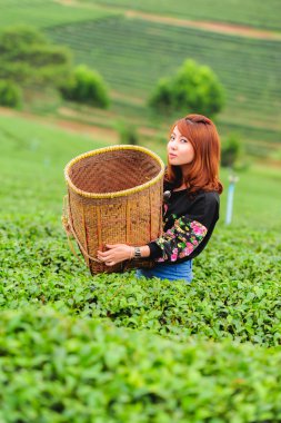 Asya güzel kadın çay toplama bir çay plantasyon içinde hap bırakır
