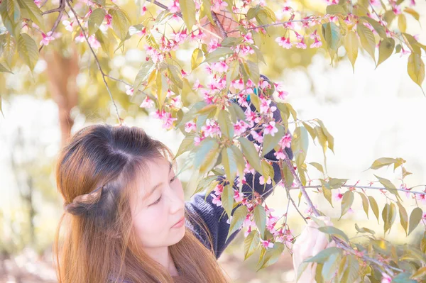 Mulher asiática com Himalaia cereja ou flor de cereja — Fotografia de Stock