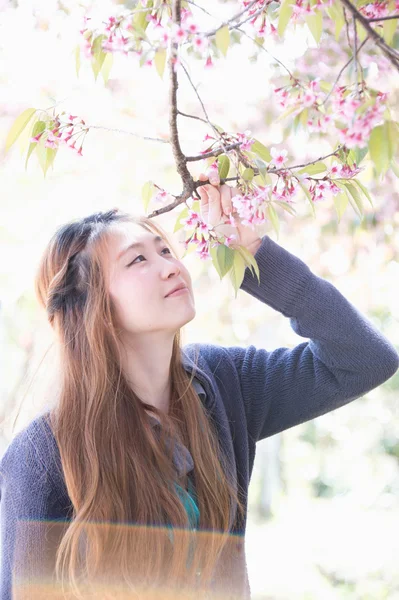 Ázsiai nő, himalájai cseresznye vagy Cherry blossom — Stock Fotó