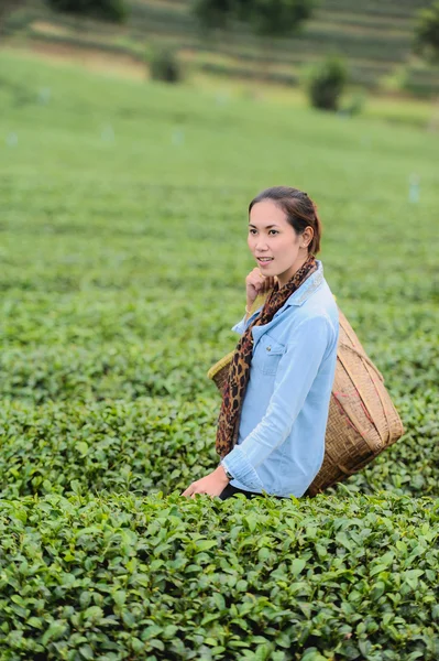 Asia hermosa mujer recogiendo hojas de té en una plantación de té, hap —  Fotos de Stock