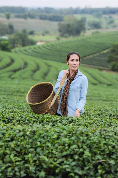 Asia hermosa mujer recogiendo hojas de té en una plantación de té, hap —  Fotos de Stock