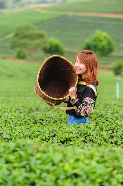 Asia hermosa mujer recogiendo hojas de té en una plantación de té, hap —  Fotos de Stock