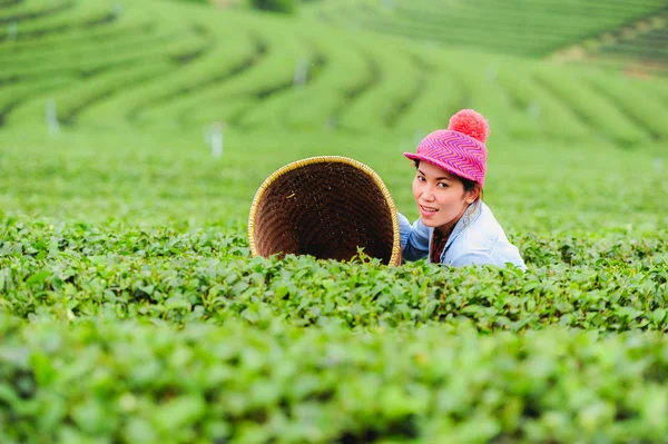 Asia hermosa mujer recogiendo hojas de té en una plantación de té, hap —  Fotos de Stock