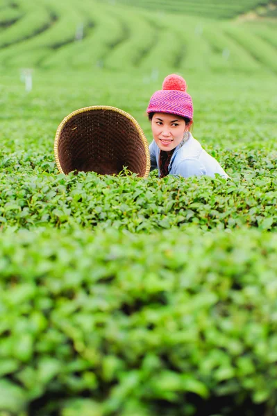 Asia beautiful Woman picking tea leaves in a tea plantation, hap — Stock Photo, Image