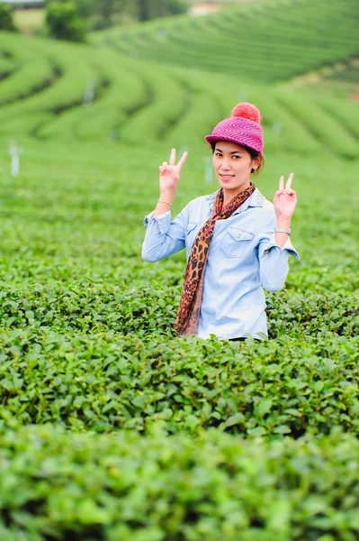 Asia hermosa mujer recogiendo hojas de té en una plantación de té, hap —  Fotos de Stock