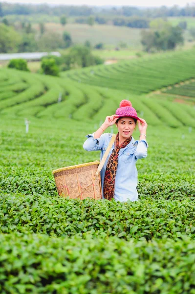 Ásia bela mulher escolher folhas de chá em uma plantação de chá, hap — Fotografia de Stock