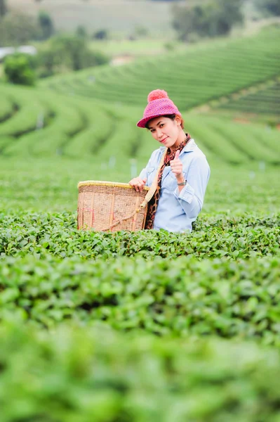 Ásia bela mulher escolher folhas de chá em uma plantação de chá, hap — Fotografia de Stock