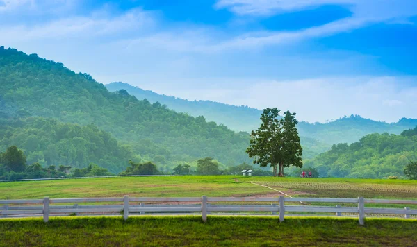 Cerca e campo de fazenda ao longo de uma estrada em Chiangrai Tailândia — Fotografia de Stock