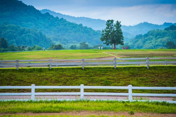 Fence and farm field along a road in chiangrai thailand — Stock Photo, Image