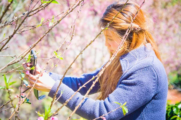 Kobieta sfotografowany na smartphone Himalayan Cherry. phangoong, ch — Zdjęcie stockowe