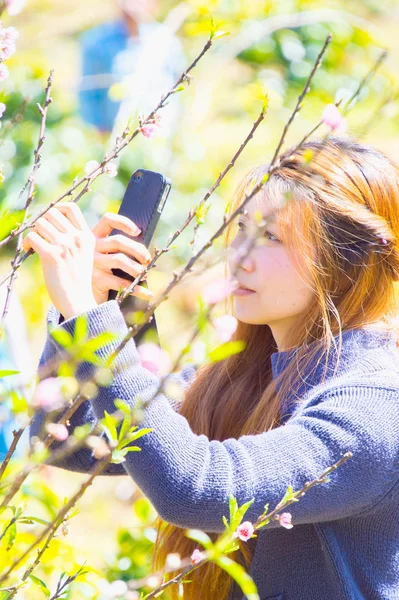 女人在喜马拉雅山樱桃的智能手机拍照。phangoong ch — 图库照片