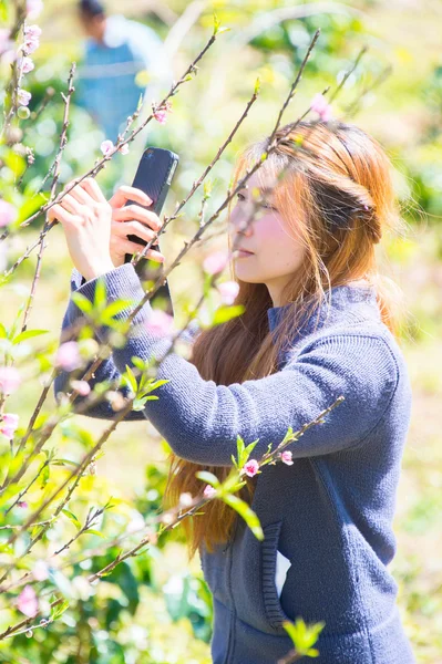 ヒマラヤ桜のスマート フォンで撮影した女性。phangoong、ch — ストック写真