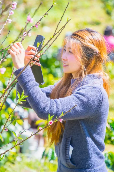 Женщина сфотографирована на смартфоне Гималайская вишня. phangoong, ch — стоковое фото