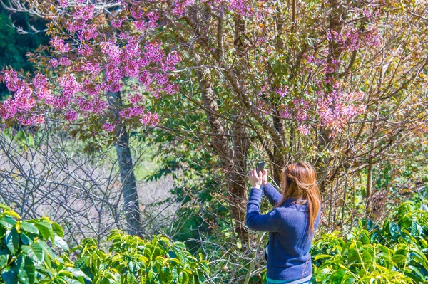 Donna fotografata su smartphone Himalayan Cherry. phangoong, ch — Foto Stock