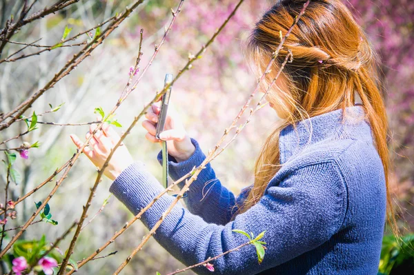 Žena, fotografoval na smartphone, himálajské Cherry. phangoong, ch — Stock fotografie