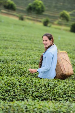 Asya güzel kadın çay toplama bir çay plantasyon içinde hap bırakır