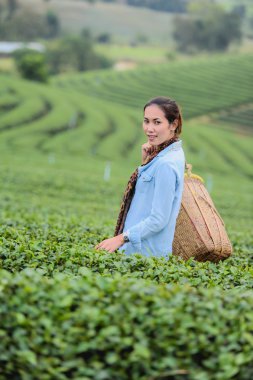 Asya güzel kadın çay toplama bir çay plantasyon içinde hap bırakır