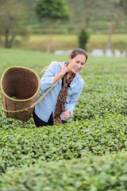Asya güzel kadın çay toplama bir çay plantasyon içinde hap bırakır