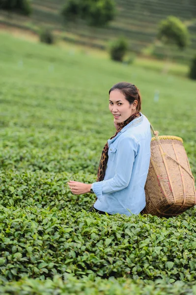 Asia hermosa mujer recogiendo hojas de té en una plantación de té, hap —  Fotos de Stock